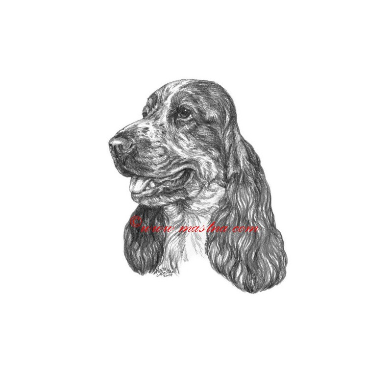 Obraz kokršpaněl bělouš, tužka - tisk