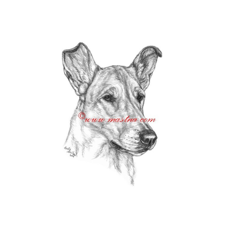 Obraz kolie krátkosrstá, tužka - tisk