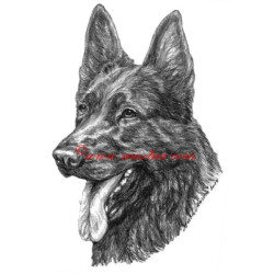 Obraz německý ovčák, tužka - tisk