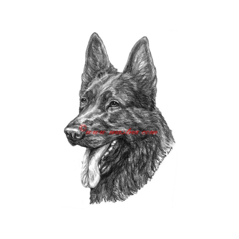 Obraz německý ovčák, tužka - tisk
