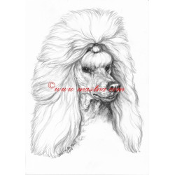 Obraz pudl, tužka - tisk