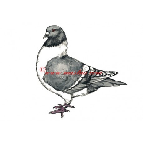 Obraz holub moravský pštros, akvarel - tisk