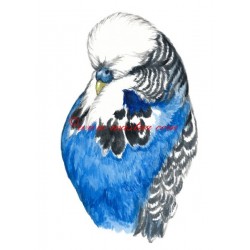 Obraz papoušek vlnkovaný, andulka, akvarel - tisk