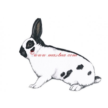 Obraz králík český strakáč, akvarel - tisk