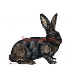 Obraz králík belgický obr, akvarel - tisk