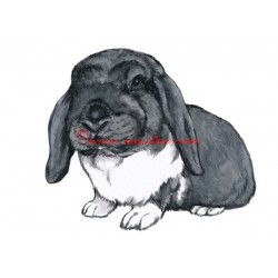 Obraz králík beránek zakrslý, akvarel - tisk