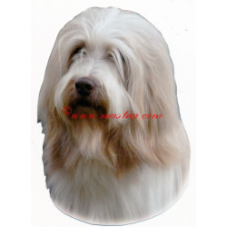 Samolepka bearded kolie, vousatá kolie