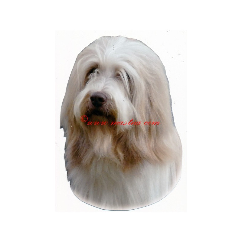 Samolepka bearded kolie, vousatá kolie