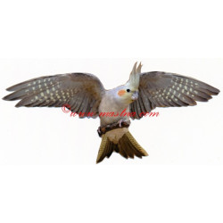 Samolepka papoušek korela