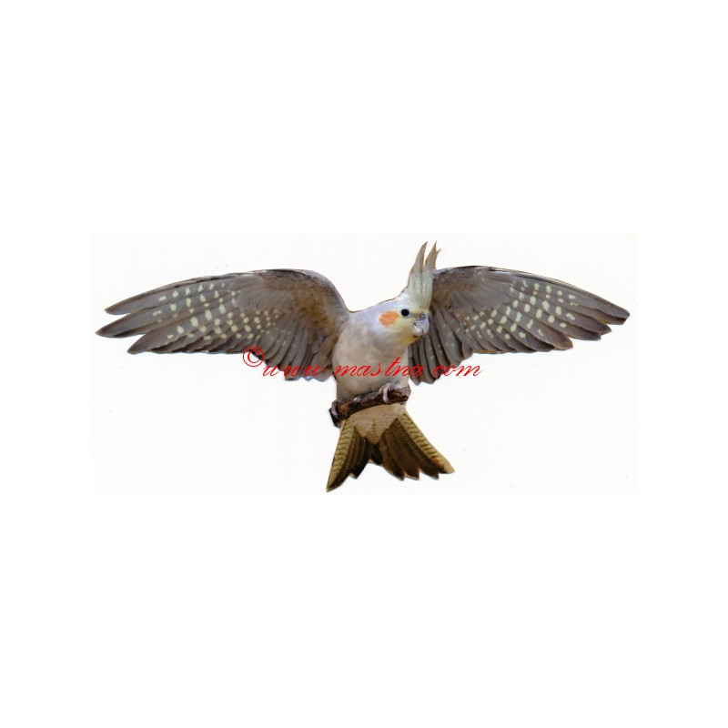 Samolepka papoušek korela