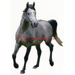 Samolepka shagya arab, kůň, koně