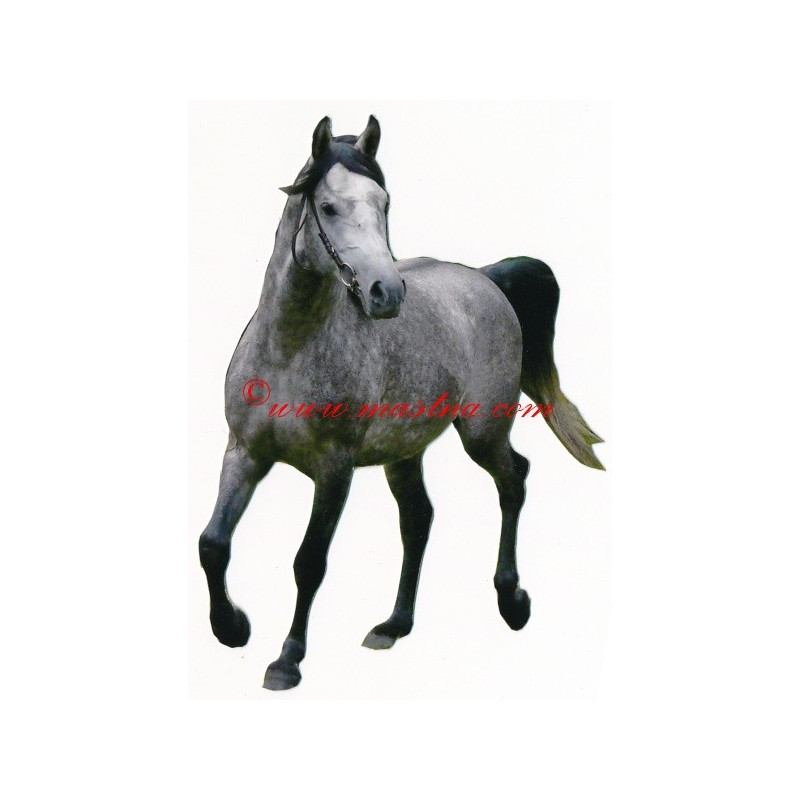 Samolepka shagya arab, kůň, koně