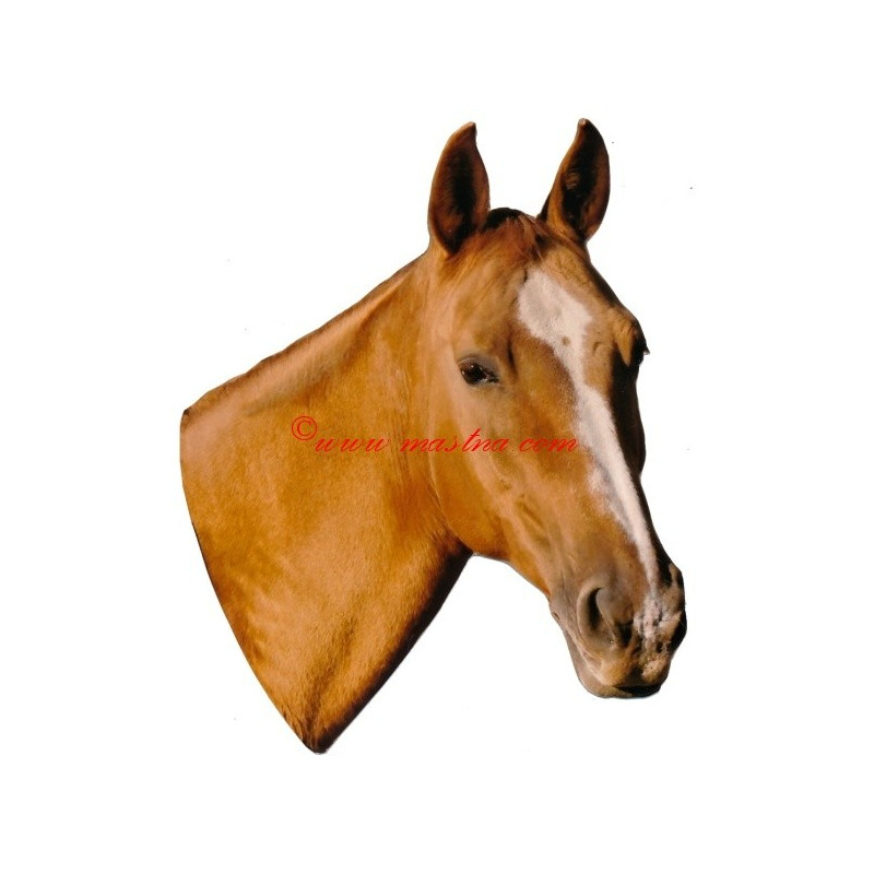 Samolepka kůň Kinský, koně