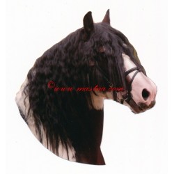 Samolepka irský cob, tinker, kůň , koně