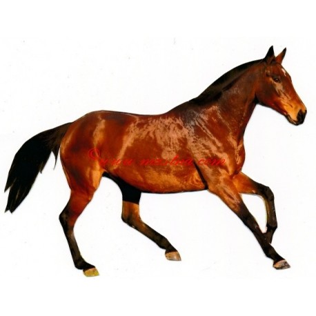 Samolepka anglický plnokrevník Del Lady, kůň , koně