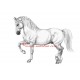 Obraz lipicán, kůň, koně, tužka - tisk