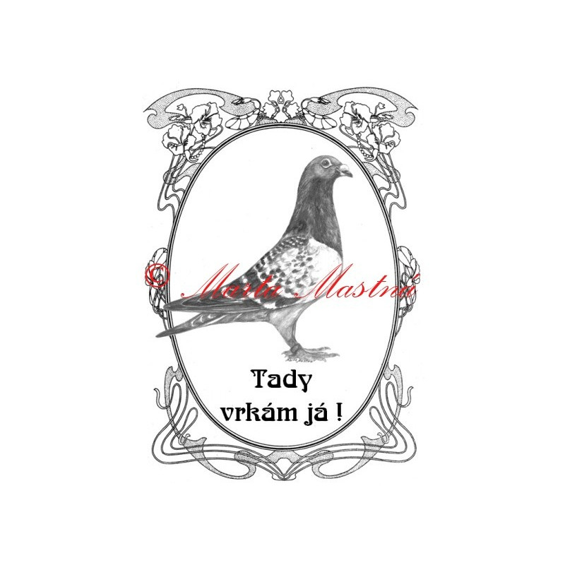 Tabulka holub poštovní