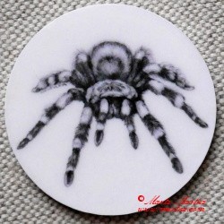 Pavouk sklípkan magnet nebo placka