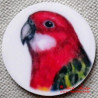 Papoušek rosela magnet nebo placka