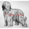 Briard
