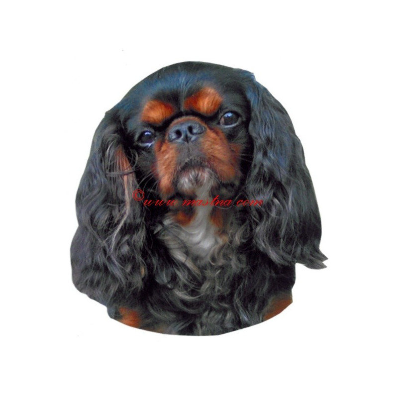 Samolepka King Charles španěl-archiv