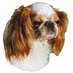 Samolepka King Charles španěl-archiv