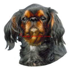 Samolepka King Charles španěl