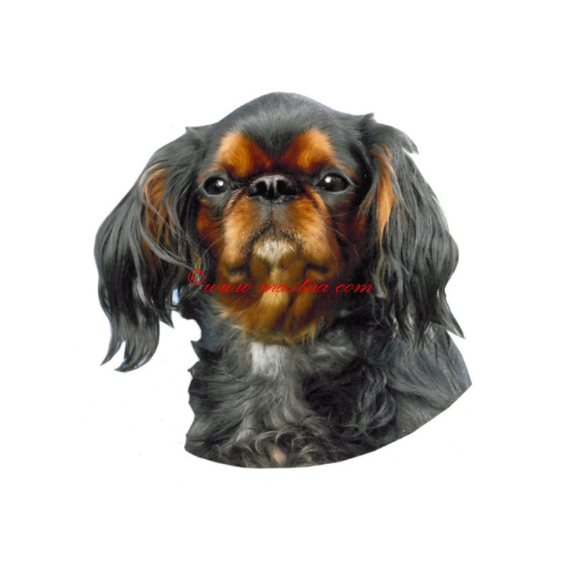 Samolepka King Charles španěl