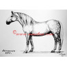 Obraz kladrubský kůň, koně, tužka - tisk