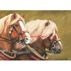 Obraz českomoravský belgik, koně, olejomalba - tisk