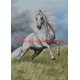 Obraz andaluský kůň, koně, olejomalba - tisk