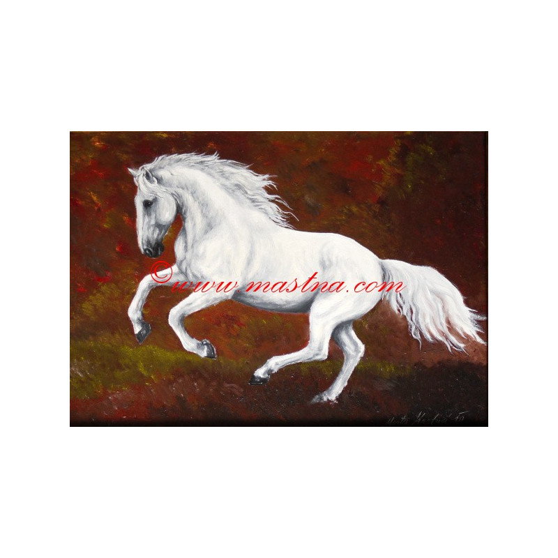 Obraz kladrubský kůň, koně, olejomalba - tisk