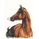 Obraz arabský kůň, koně, akvarel - tisk