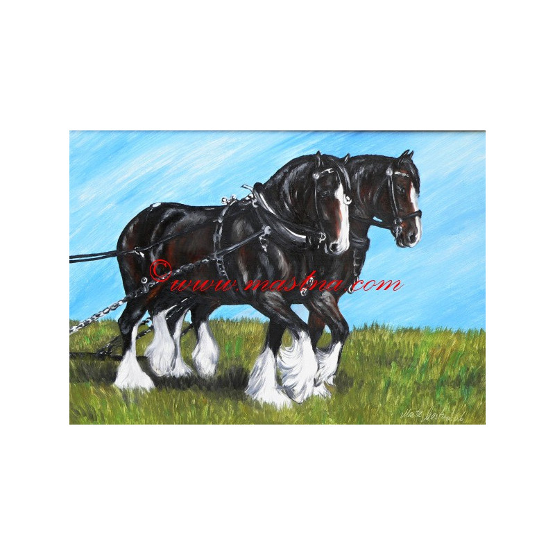 Obraz shire horse, chladnokrevníci, koně, olejomalba - tisk