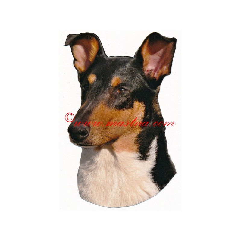 Samolepka kolie krátkosrstá