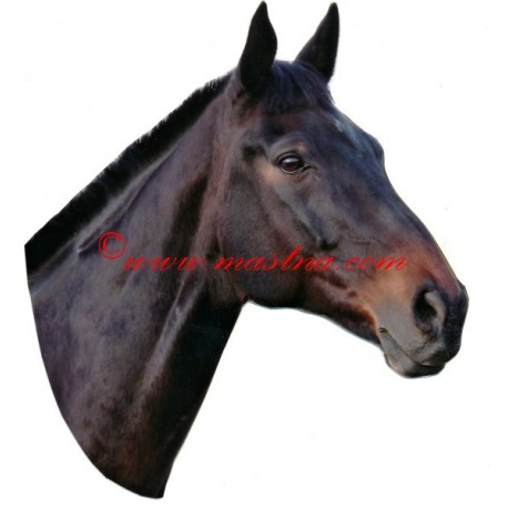 Samolepka anglický plnokrevník Irodrigo, kůň , koně