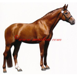 Samolepka teplokrevník, kůň , koně