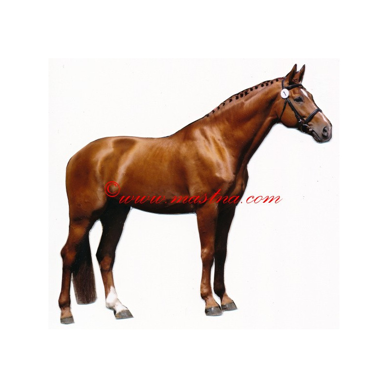 Samolepka teplokrevník, kůň , koně