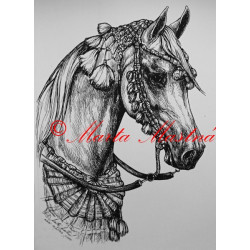 Samolepka kůň arabský