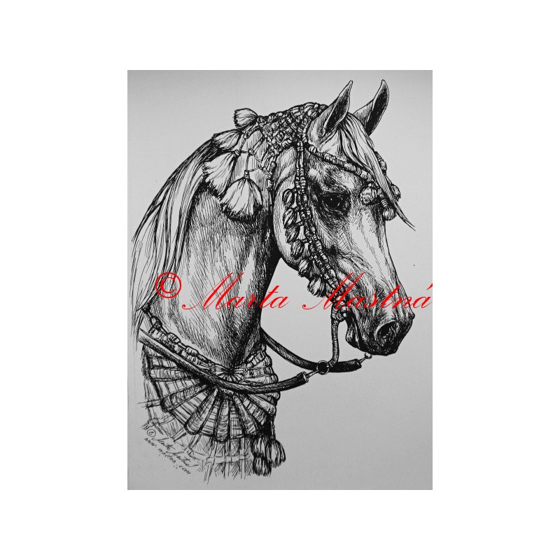 Samolepka kůň arabský
