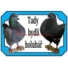 Cedulka holub king