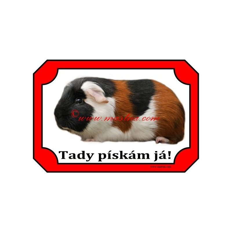 Cedulka morče hladkosrsté