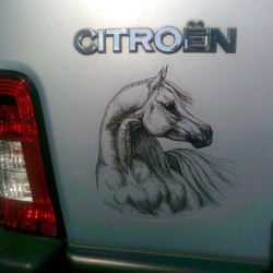 Samolepka kůň arabský