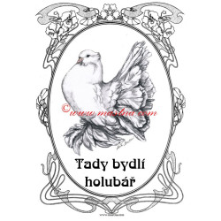 Cedulka holub pávík indický