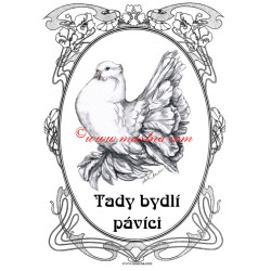 Cedulka holub pávík indický