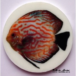 Ryba terčovec, akvaristika magnet nebo placka