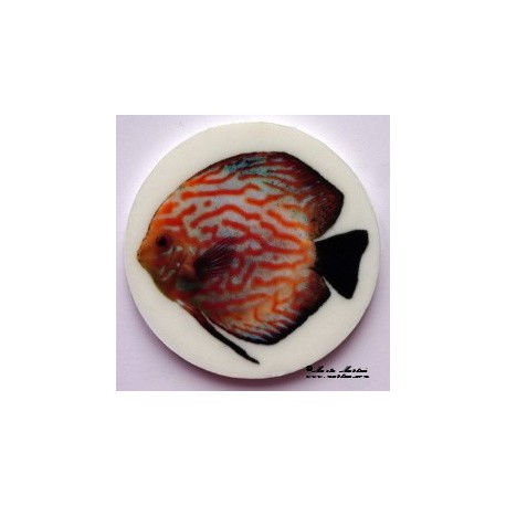Ryba terčovec, akvaristika magnet nebo placka