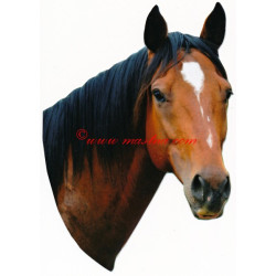 Samolepka anglický plnokrevník, kůň , koně