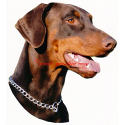 Samolepka dobrman hnědý