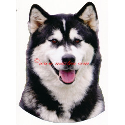 Samolepka aljašský malamut